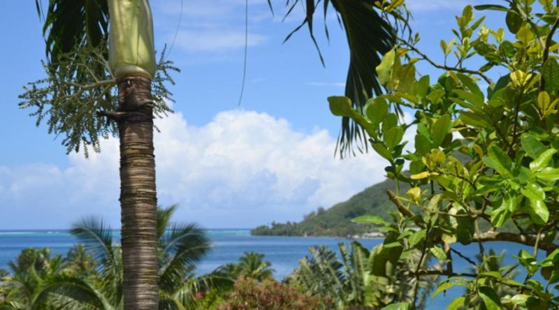 Te Fare Hinahei Apartamento Moorea Exterior foto